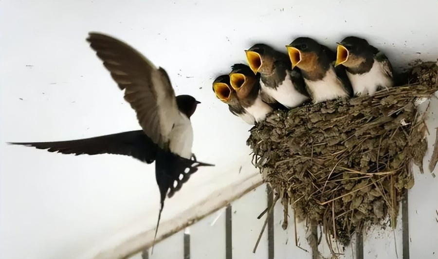 Người xưa cũng cho rằng, chim én vào nhà gia đình sẽ đông con nhiều cháu. Điều này cũng nói đến môi trường hòa thuận, bình yên trong gia đình. Vợ chồng yêu thương, hòa thuận, chắc chắn sẽ có con đàn cháu đống - niềm mơ ước của người dân xưa.