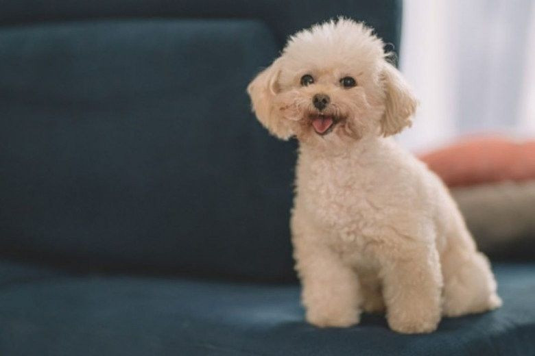  Đồng thời, chú chó cũng sẽ chơi đùa với chủ, điều này có thể khiến chủ nhân có tâm trạng vui vẻ và không bị cô đơn. Người xưa dặn, nếu có điều kiện, bạn nên nuôi chó trong nhà.