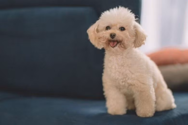  Đồng thời, chú chó cũng sẽ chơi đùa với chủ, điều này có thể khiến chủ nhân có tâm trạng vui vẻ và không bị cô đơn. Người xưa dặn, nếu có điều kiện, bạn nên nuôi chó trong nhà.