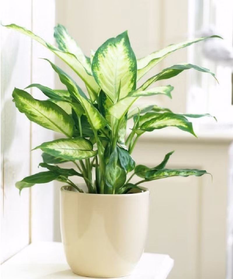 Do đó, người xưa dặn khi trồng cây cảnh trong nhà, bạn phải đảm bảo rằng cây ở trạng thái tươi tốt, khỏe mạnh, vì điều này có thể báo hiệu trạng thái cát tường của gia đình.