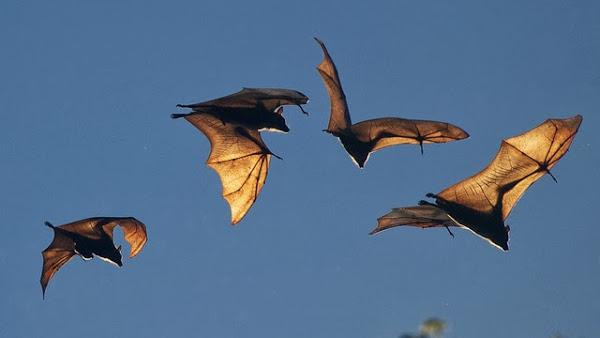  Bởi vì “dơi” và “phú” đồng âm, tượng trưng cho điềm lành cho ngôi nhà, nó thực sự là một điềm tốt, cho thấy "Phúc" vào nhà, biểu thị sự may mắn. Vì vậy, theo người xưa, nếu dơi bay vào nhà và đậu dưới hiện nhà chứng tỏ gia đình có phúc lành. Ngoài ra, dơi còn tượng trưng cho sự hòa thuận trong gia đình và có thể được vây quanh bởi dơi càng nhiều thì hạnh phúc của gia đình càng cao.