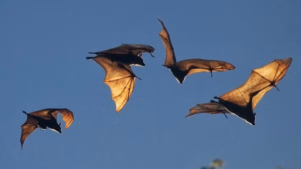  Bởi vì “dơi” và “phú” đồng âm, tượng trưng cho điềm lành cho ngôi nhà, nó thực sự là một điềm tốt, cho thấy "Phúc" vào nhà, biểu thị sự may mắn. Vì vậy, theo người xưa, nếu dơi bay vào nhà và đậu dưới hiện nhà chứng tỏ gia đình có phúc lành. Ngoài ra, dơi còn tượng trưng cho sự hòa thuận trong gia đình và có thể được vây quanh bởi dơi càng nhiều thì hạnh phúc của gia đình càng cao.