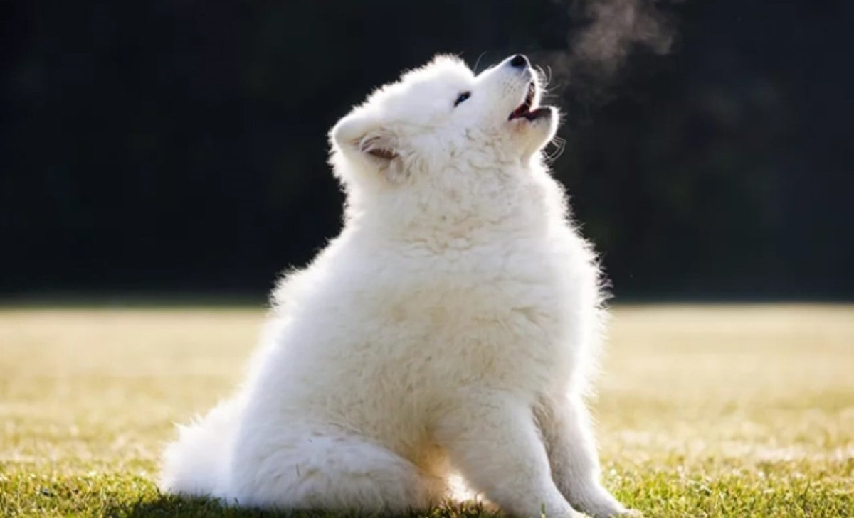  Khi có tai nạn sắp đến, chó cũng có thể sủa để đánh động. Kẻ trộm vào nhà cũng sớm bị phát hiện. Vì vậy, gia đình có chó sủa cũng có nghĩa an toàn được bảo vệ. Ngoài ra, tiếng chó sủa còn tượng trưng cho trạng thái của người chủ. Nếu chó sủa một cách vui vẻ có nghĩa là người chủ đang có tâm trạng tốt. 