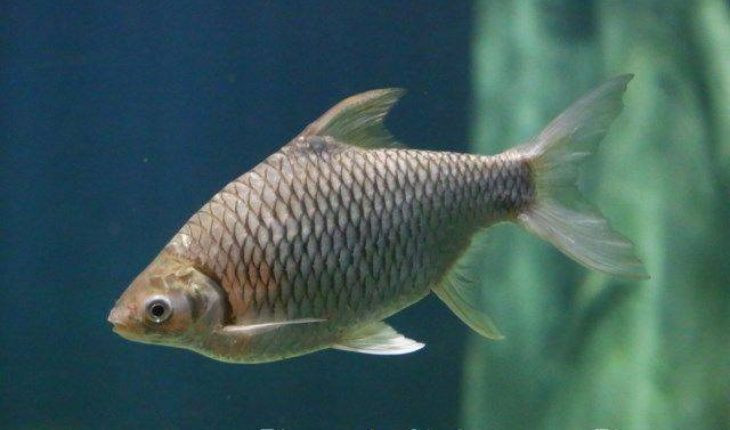 Từ loài cá suýt tuyệt chủng, đến đặc sản Việt Nam hàng triệu đồng Tu loai ca suyt tuyet chung, den dac san Viet Nam hang trieu dong