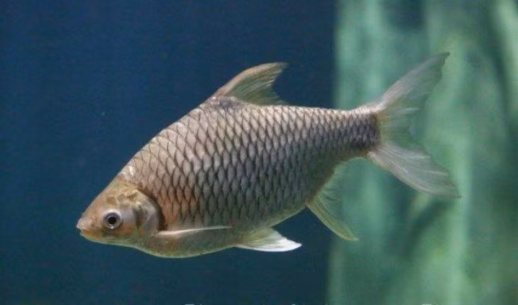 Tu loai ca suyt tuyet chung, den dac san Viet Nam hang trieu dong