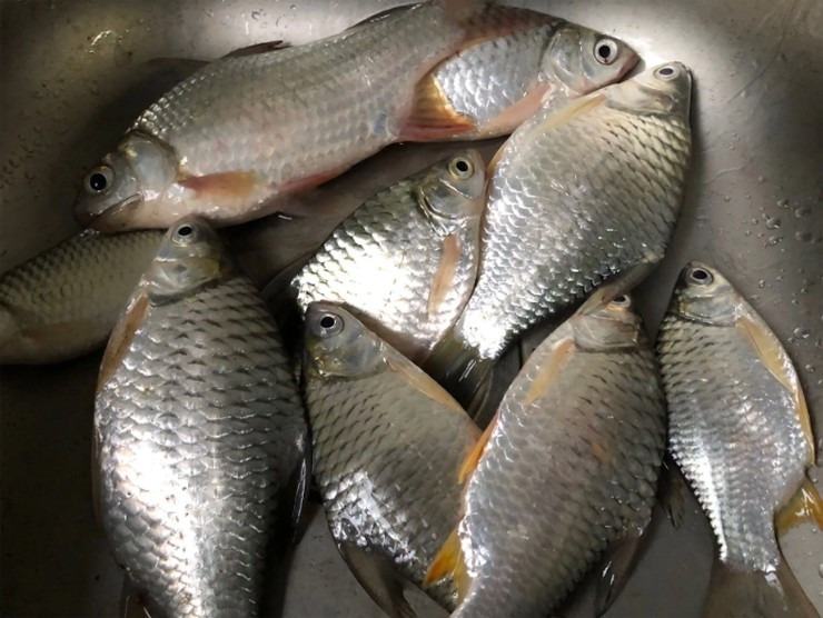 Từ loài cá suýt tuyệt chủng, đến đặc sản Việt Nam hàng triệu đồng - Hình 4 Tu loai ca suyt tuyet chung, den dac san Viet Nam hang trieu dong-Hinh-4