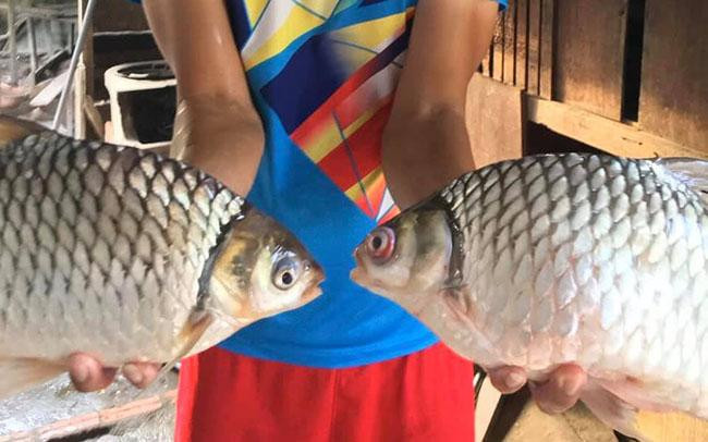 Từ loài cá suýt tuyệt chủng, đến đặc sản Việt Nam hàng triệu đồng - Hình 2 Tu loai ca suyt tuyet chung, den dac san Viet Nam hang trieu dong-Hinh-2