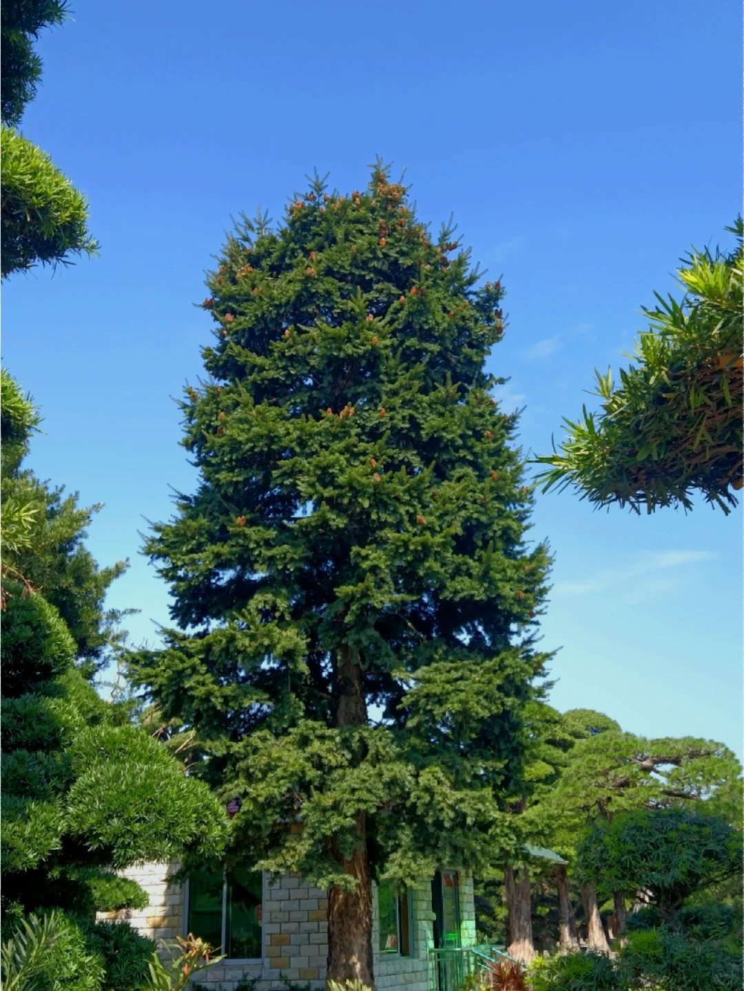 3 cây trước cửa tài lộc, 3 âm trong nhà con cháu hiền tài - Hình 4 3 cay truoc cua tai loc, 3 am trong nha con chau hien tai-Hinh-4