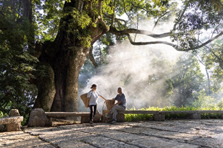 3 cây trước cửa tài lộc, 3 âm trong nhà con cháu hiền tài - Hình 5 3 cay truoc cua tai loc, 3 am trong nha con chau hien tai-Hinh-5