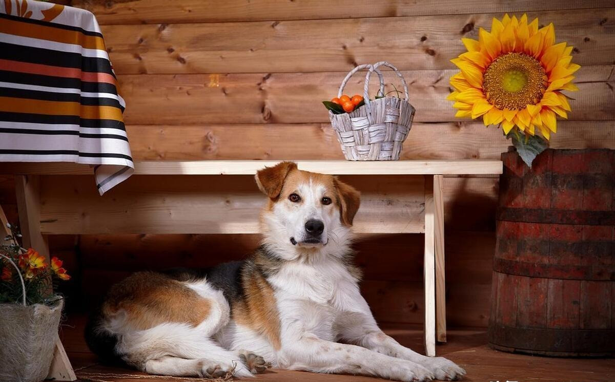 3 cây trước cửa tài lộc, 3 âm trong nhà con cháu hiền tài - Hình 3 3 cay truoc cua tai loc, 3 am trong nha con chau hien tai-Hinh-3