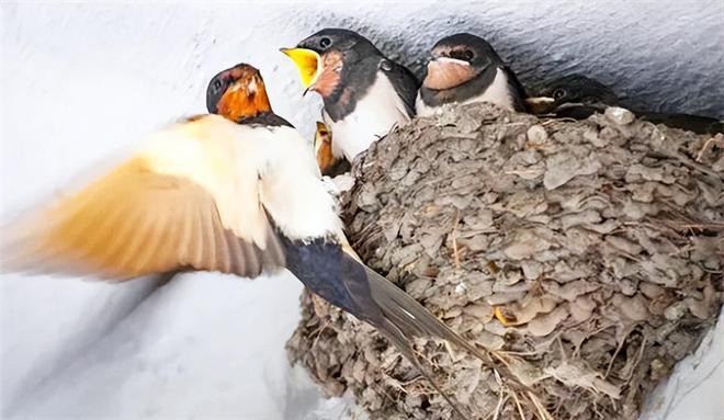 3 cây trước cửa tài lộc, 3 âm trong nhà con cháu hiền tài - Hình 2 3 cay truoc cua tai loc, 3 am trong nha con chau hien tai-Hinh-2