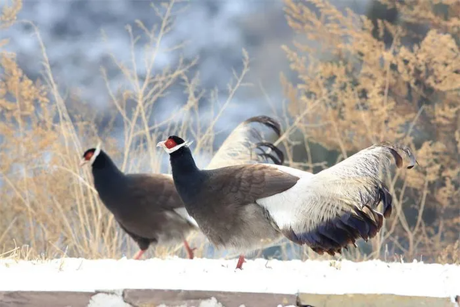 Giống gà này phân bố chủ yếu ở một số tỉnh miền núi phía Bắc Trung Quốc.