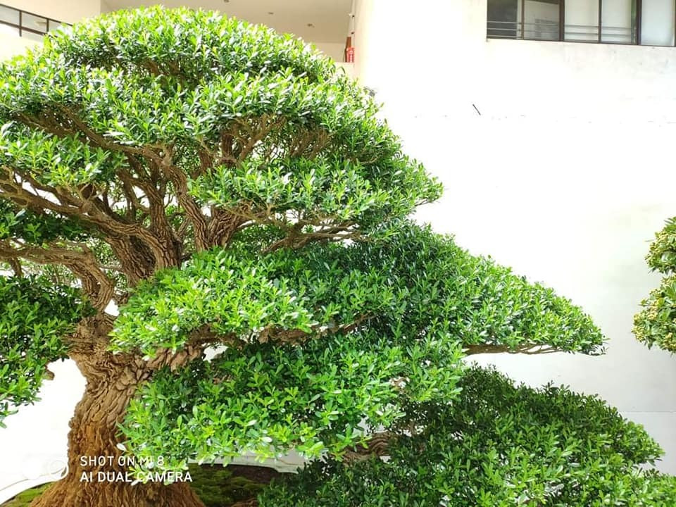 Ngoài ra, người xưa cho rằng, cây cảnh này còn được cho là mang lại sự giàu có và thịnh vượng cho gia đình. Đặc tính phát triển chậm của nó được hiểu là biểu tượng của sự ổn định và trường tồn nên nó được sử dụng rộng rãi trong bố cục phong thủy, đặc biệt là trong các cơ sở thương mại và sân trong của những ngôi nhà giàu có.