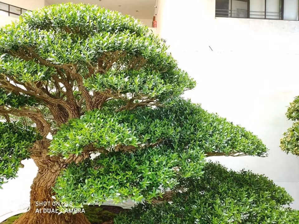 Ngoài ra, người xưa cho rằng, cây cảnh này còn được cho là mang lại sự giàu có và thịnh vượng cho gia đình. Đặc tính phát triển chậm của nó được hiểu là biểu tượng của sự ổn định và trường tồn nên nó được sử dụng rộng rãi trong bố cục phong thủy, đặc biệt là trong các cơ sở thương mại và sân trong của những ngôi nhà giàu có.