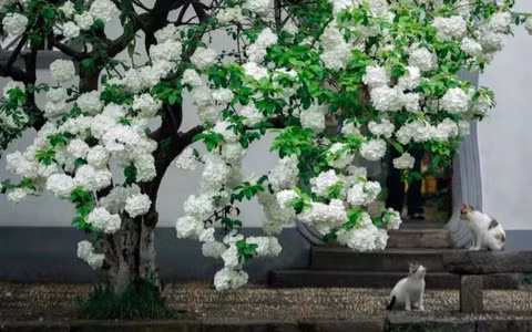 br/> Theo người xưa, nếu trước nhà có một cây bóng tuyết lớn thì gia đình này thực sự là “không giàu có hoặc quyền quý”, không phải gia đình bình thường. Do đó, người xưa khuyên nên trồng một cây bóng tuyết trước sân, khi hoa nở rộ là lúc sự thịnh vượng đạt đến đỉnh cao.