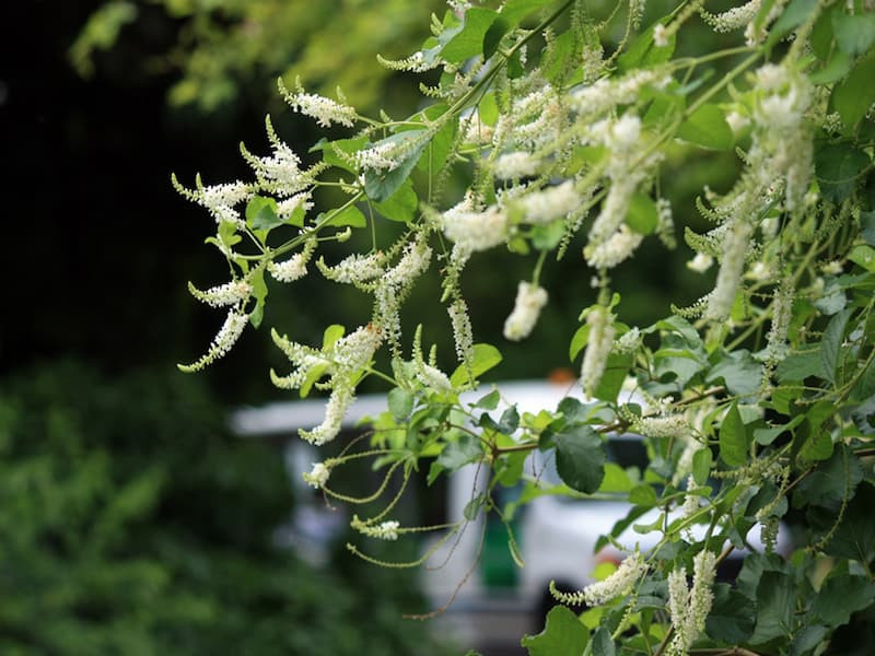  Cây cảnh phát triển chậm nhưng càng để lâu thì giá trị càng cao. Người xưa khuyên nếu có điều kiện hãy trồng một cây trầm hương trong sân nhà mình. Sau hai mươi, ba mươi năm, cây cảnh sẽ là "kho vàng", mang lại lợi ích cho con cháu.