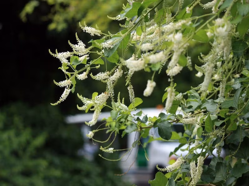  Cây cảnh phát triển chậm nhưng càng để lâu thì giá trị càng cao. Người xưa khuyên nếu có điều kiện hãy trồng một cây trầm hương trong sân nhà mình. Sau hai mươi, ba mươi năm, cây cảnh sẽ là "kho vàng", mang lại lợi ích cho con cháu.