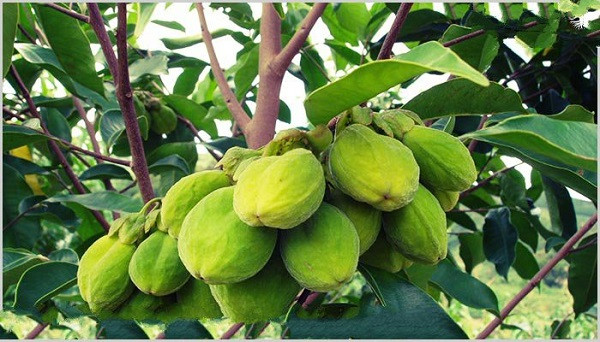 Chất xơ của vỏ cây có tính dẻo và có màu trắng. Là nguyên liệu làm bông nhân tạo cao cấp, có thể chiết xuất từ gỗ và chiết xuất từ hoa. Nói chung, nó là một dược liệu quý, là nguyên liệu tự nhiên để làm thuốc, có mùi thơm nồng được người dân vô cùng yêu thích.