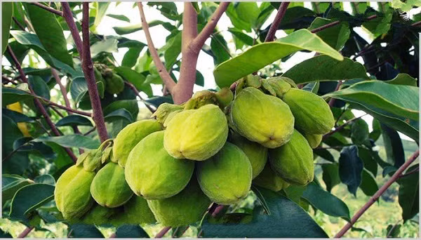 Chất xơ của vỏ cây có tính dẻo và có màu trắng. Là nguyên liệu làm bông nhân tạo cao cấp, có thể chiết xuất từ gỗ và chiết xuất từ hoa. Nói chung, nó là một dược liệu quý, là nguyên liệu tự nhiên để làm thuốc, có mùi thơm nồng được người dân vô cùng yêu thích.