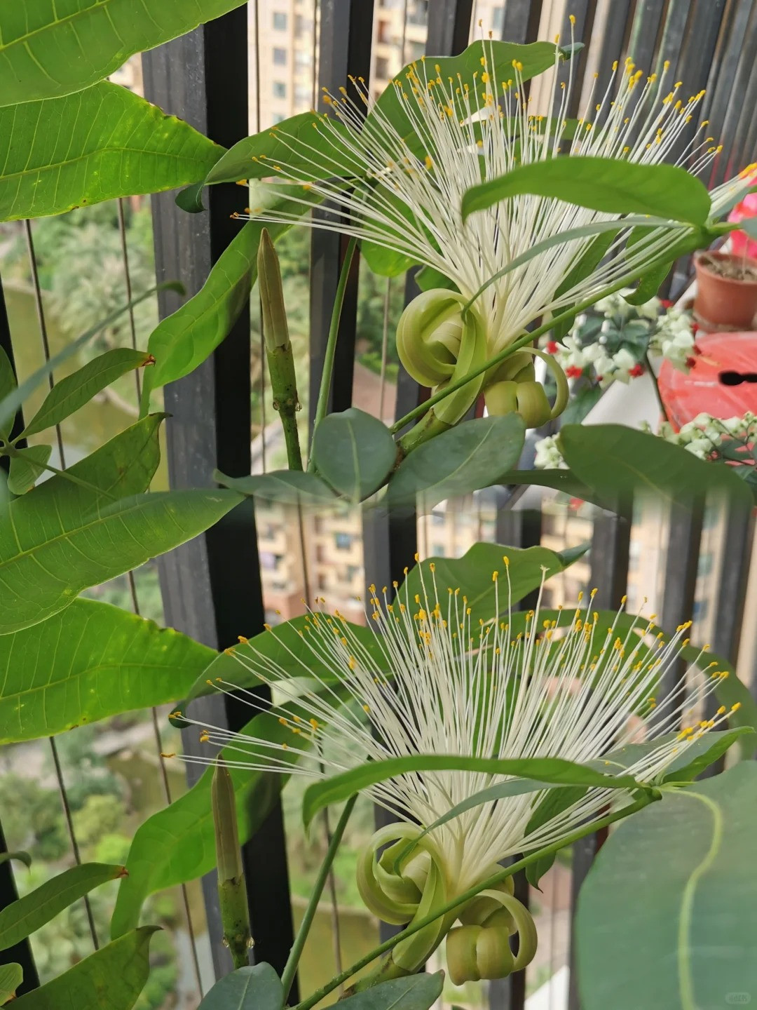 Vì thế, mọi người thích trồng cây cảnh kim ngân tươi tốt trong nhà để cả năm ăn nên làm ra, tài lộc dồi dào. Trong hiểu biết của nhiều người, cây kim ngân là cây cảnh lá mà không biết rằng cây này cũng có thể nở hoa. Tuy nhiên, rất ít người nhìn thấy kim ngân trồng trong nhà nở hoa. Vì hiếm có nên khi cây này nở hoa, người xưa cho rằng đó là điềm báo may mắn, tượng trưng cho sự giàu có dồi dào. Ảnh minh họa Toutiao 