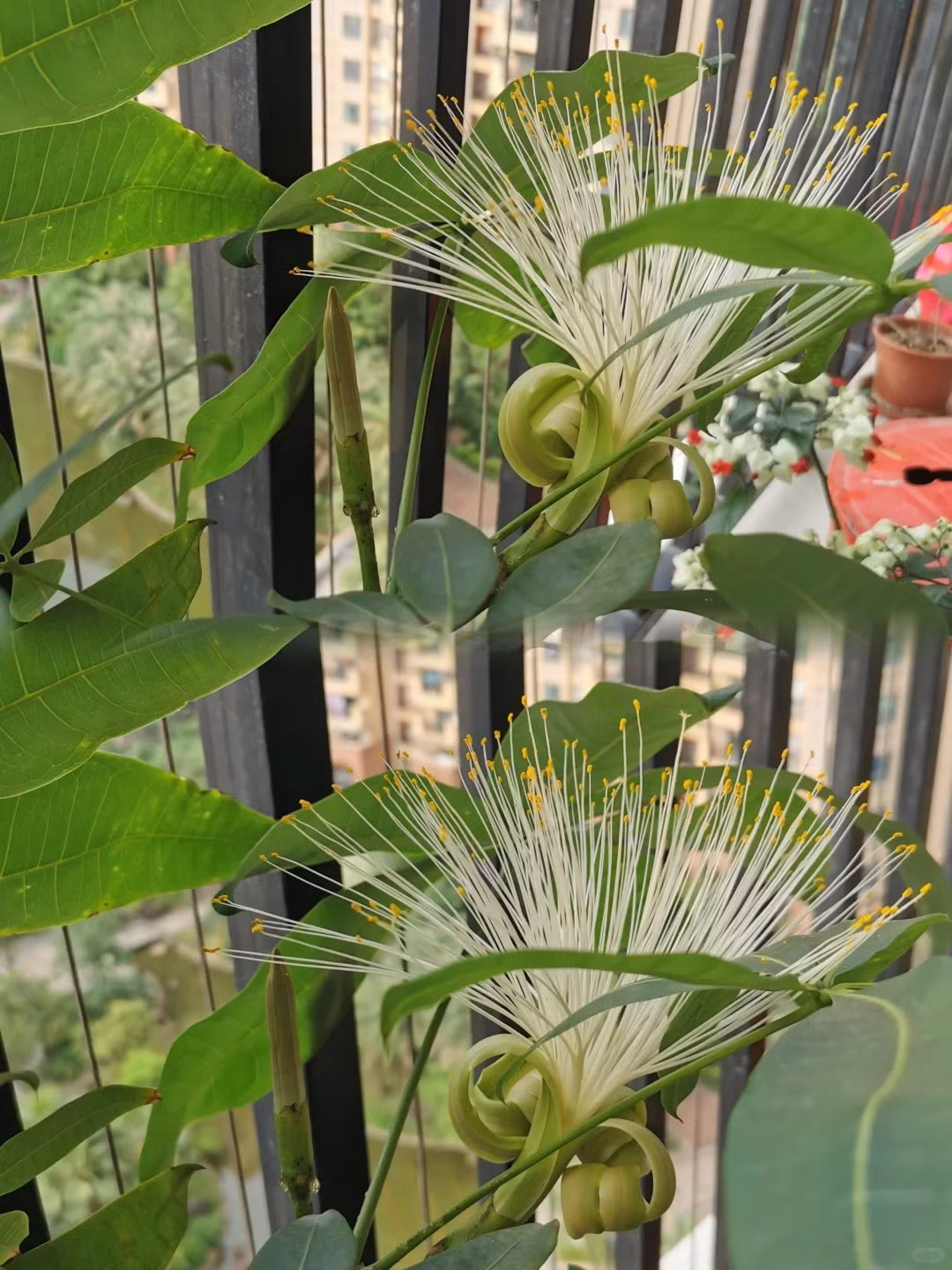 Vì thế, mọi người thích trồng cây cảnh kim ngân tươi tốt trong nhà để cả năm ăn nên làm ra, tài lộc dồi dào. Trong hiểu biết của nhiều người, cây kim ngân là cây cảnh lá mà không biết rằng cây này cũng có thể nở hoa. Tuy nhiên, rất ít người nhìn thấy kim ngân trồng trong nhà nở hoa. Vì hiếm có nên khi cây này nở hoa, người xưa cho rằng đó là điềm báo may mắn, tượng trưng cho sự giàu có dồi dào. Ảnh minh họa Toutiao 