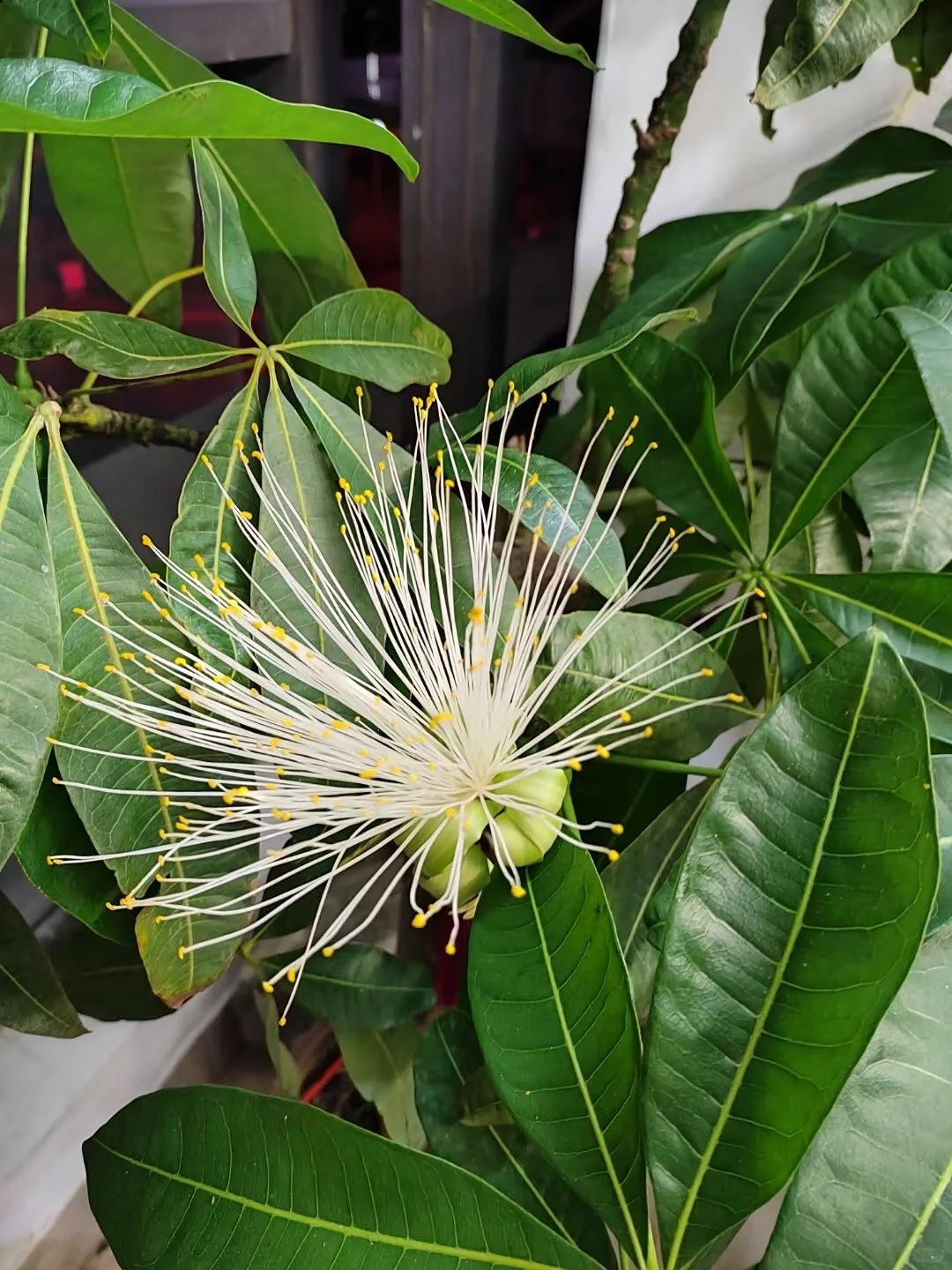 Theo người xưa, cây cảnh kim ngân có ý nghĩa rất tốt trong phong thủy, nó được coi là biểu tượng của tiền vàng, sự giàu có và sung túc, nên còn được mệnh danh là cây phát lộc phát tài. Ảnh minh họa Toutiao