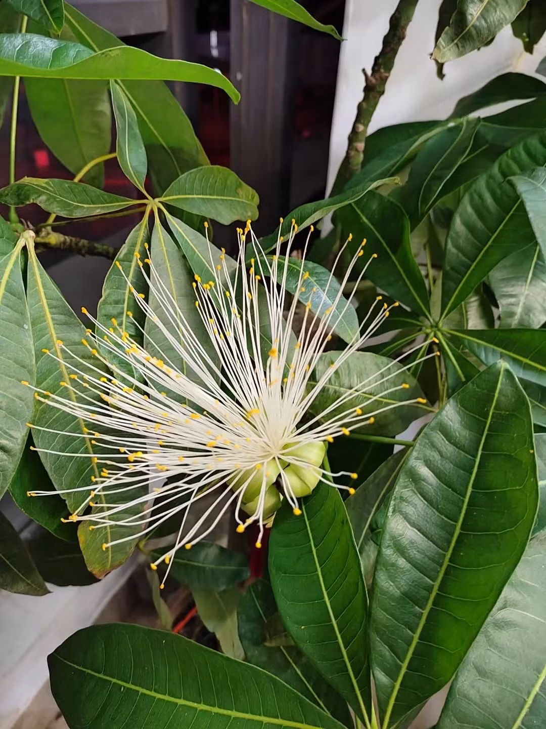 Theo người xưa, cây cảnh kim ngân có ý nghĩa rất tốt trong phong thủy, nó được coi là biểu tượng của tiền vàng, sự giàu có và sung túc, nên còn được mệnh danh là cây phát lộc phát tài. Ảnh minh họa Toutiao