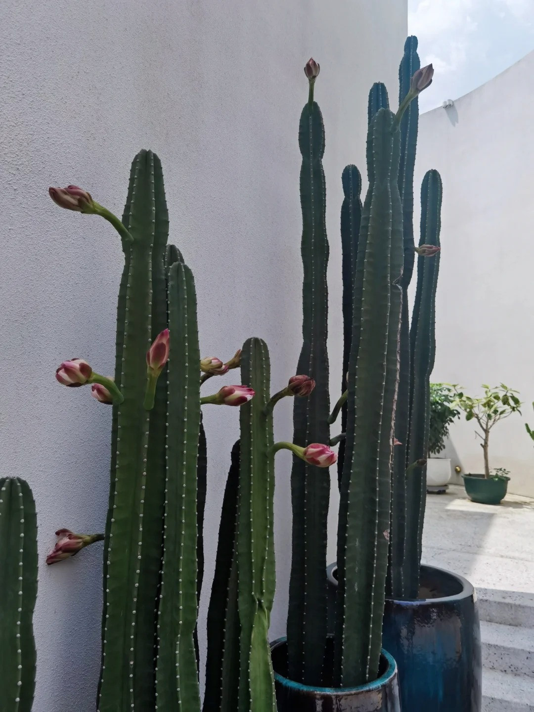  Cây xương rồng này có màu xanh lục nhạt đến xanh lam, mọc thành bụi đến cây, hơi phân nhánh và thường có bốn đến tám gân. Cây có thể cao 2–5 mét với thân cây có đường kính lên tới 15–20 cm. Tuy nhiên, ngoài tự nhiên, bạn có thể bắt gặp cây cảnh này cao hàng chục mét. Ảnh minh họa Toutiao 