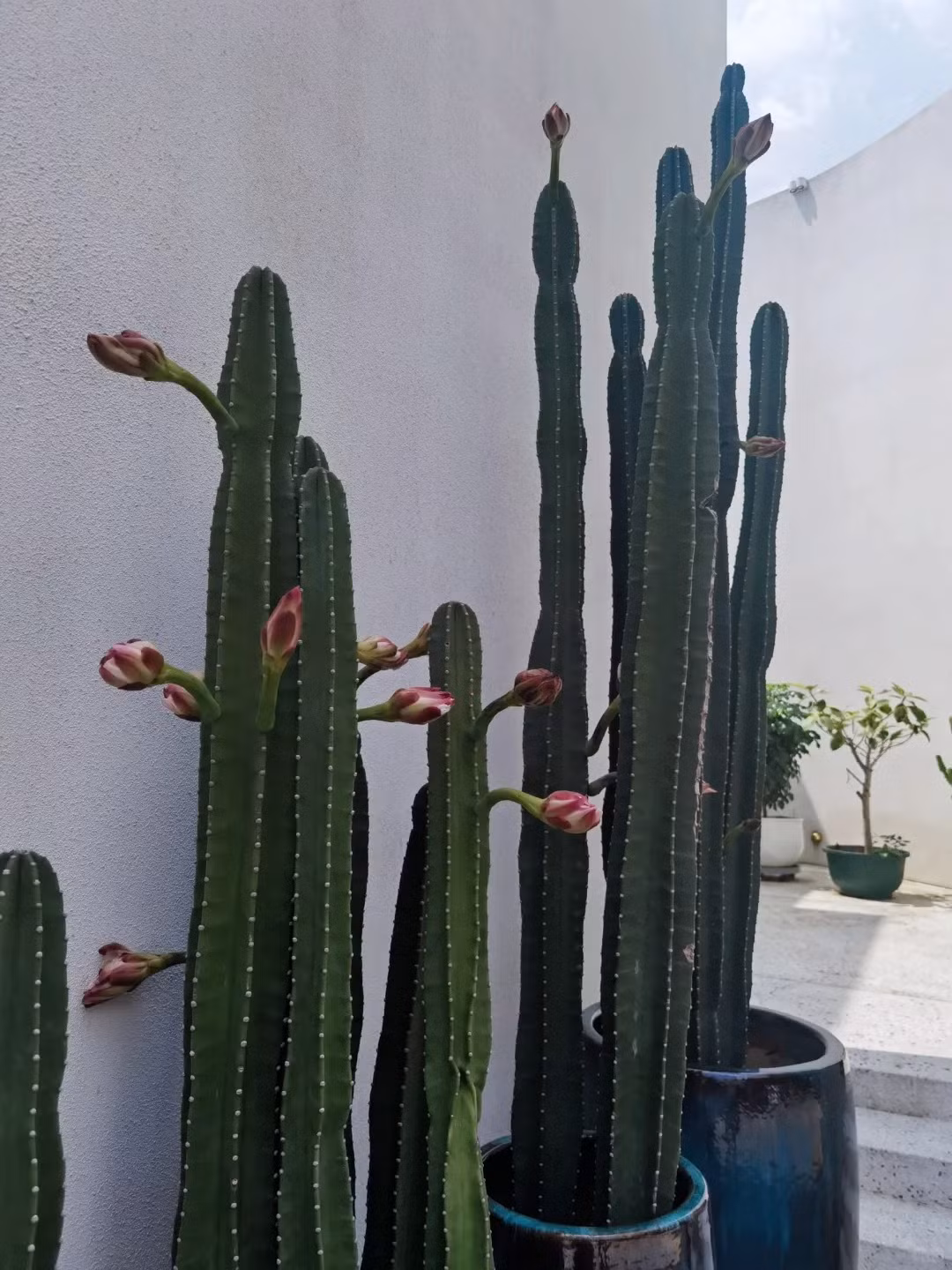  Cây xương rồng này có màu xanh lục nhạt đến xanh lam, mọc thành bụi đến cây, hơi phân nhánh và thường có bốn đến tám gân. Cây có thể cao 2–5 mét với thân cây có đường kính lên tới 15–20 cm. Tuy nhiên, ngoài tự nhiên, bạn có thể bắt gặp cây cảnh này cao hàng chục mét. Ảnh minh họa Toutiao 