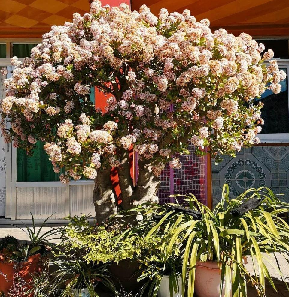  Do đó, theo người xưa, nếu cây cảnh ngọc bích trồng trong nhà có hoa thì đó cũng là dấu hiệu tốt của sự may mắn. ‌Những lý do chính khiến cây ngọc bích khó nở hoa bao gồm đất không phù hợp, không đủ ánh sáng, thiếu dinh dưỡng, thiếu cắt tỉa và kiểm soát nước thích hợp. ‌Ảnh minh họa Toutiao 