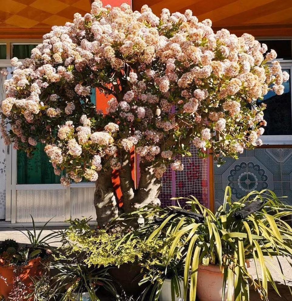  Do đó, theo người xưa, nếu cây cảnh ngọc bích trồng trong nhà có hoa thì đó cũng là dấu hiệu tốt của sự may mắn. ‌Những lý do chính khiến cây ngọc bích khó nở hoa bao gồm đất không phù hợp, không đủ ánh sáng, thiếu dinh dưỡng, thiếu cắt tỉa và kiểm soát nước thích hợp. ‌Ảnh minh họa Toutiao 