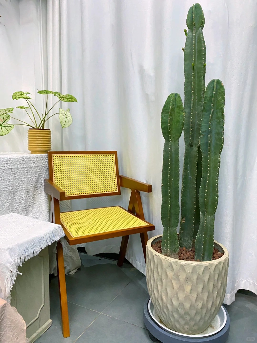 Người xưa cho rằng, cây cảnh này đóng vai trò quan trọng trong việc bảo vệ sức khỏe của ngôi nhà. Xương rồng trụ càng cao càng hấp thụ được nhiều hào quang của đất trời hơn và mang lại nhiều may mắn, phước lành cho gia đình.