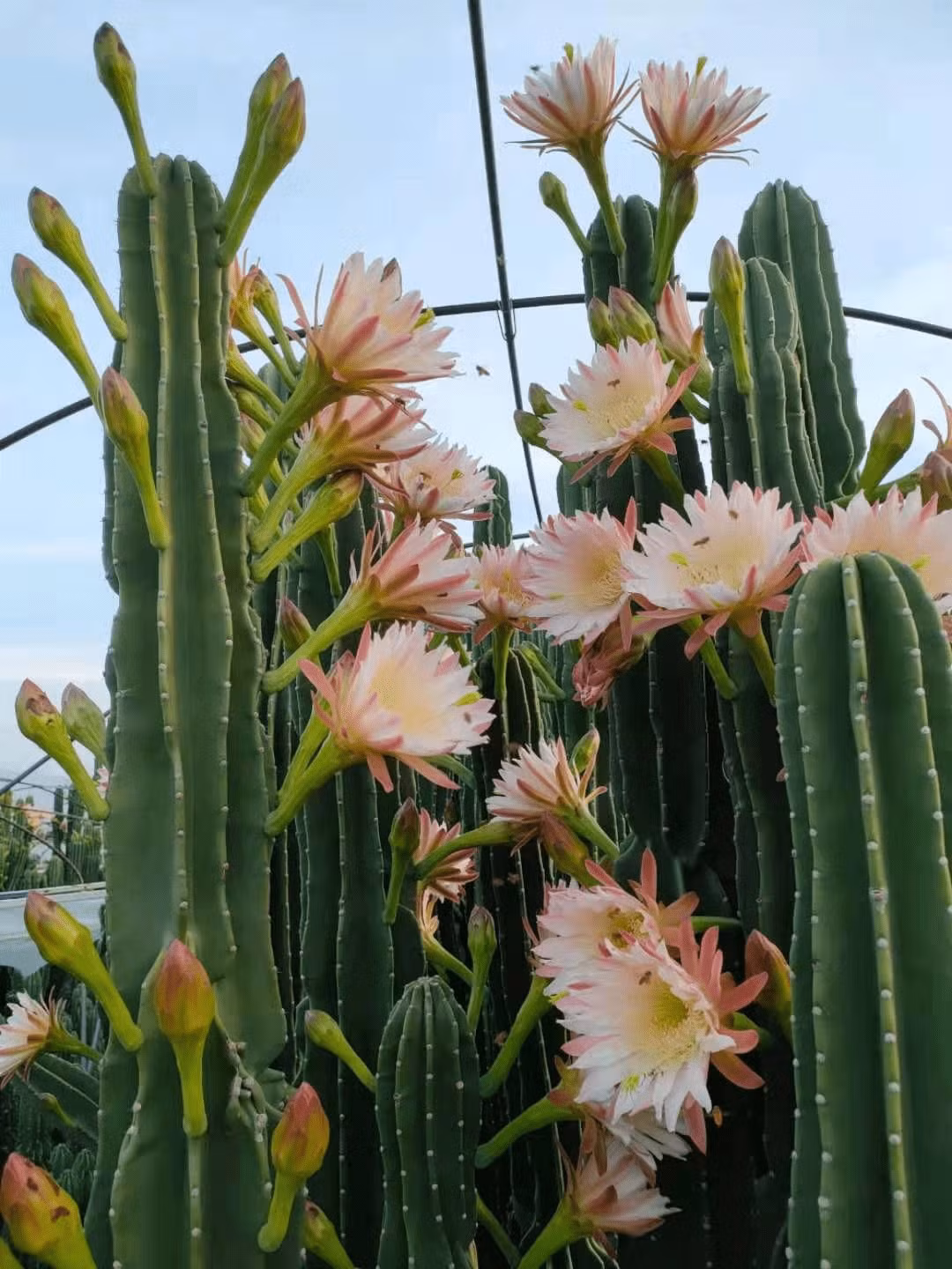  Cây cao và thẳng, thân thẳng mang lại cho người nhìn vẻ ngoài sạch sẽ, ngăn nắp. Rất thích hợp để đặt trong phòng khách hoặc văn phòng, tăng hiệu ứng trang trí của không gian. Ảnh minh họa Toutiao