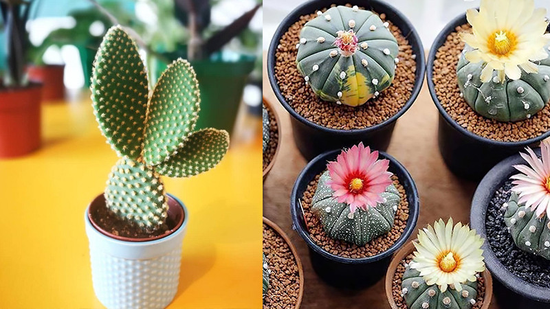  Ngôn ngữ hoa của thước đo phản ánh đặc điểm sinh trưởng và ý nghĩa tượng trưng của nó, hàm ý sự tìm tòi và tiến bộ, may mắn và cát tường, sức khỏe và trường thọ. Theo người xưa, nếu thiên vương trồng trong nhà nở hoa đó là điềm báo tốt lành, may mắn. 