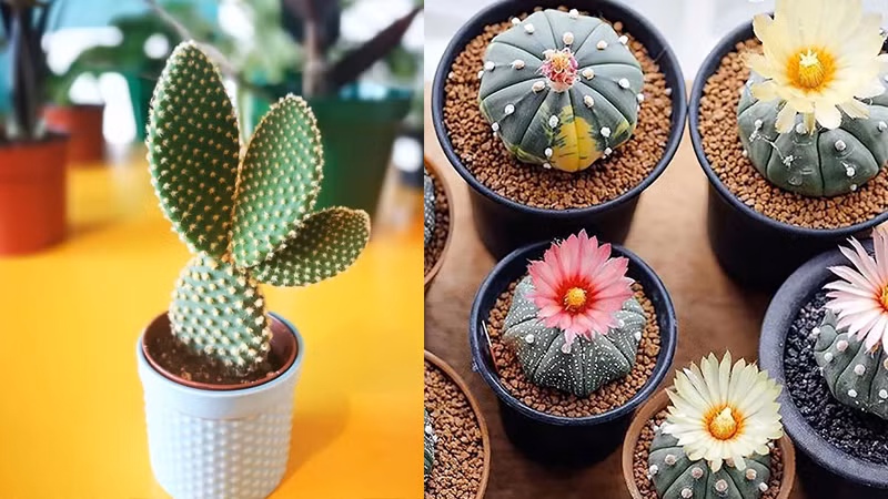  Ngôn ngữ hoa của thước đo phản ánh đặc điểm sinh trưởng và ý nghĩa tượng trưng của nó, hàm ý sự tìm tòi và tiến bộ, may mắn và cát tường, sức khỏe và trường thọ. Theo người xưa, nếu thiên vương trồng trong nhà nở hoa đó là điềm báo tốt lành, may mắn. 