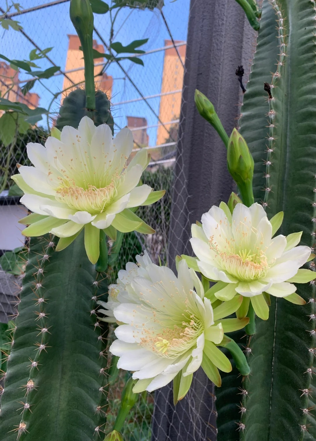  3. Người xưa dặn: Xươg trồng trụ nở hoa- cát tường, trường thọ. Cây cảnh xương rồng trụ hay còn gọi là xương rồng lục giác (Trichocereus Bridgesii) là một loài xương rồng hình trụ, có 6 cạnh, phát triển nhanh có nguồn gốc từ các sa mạc cao của Bolivia. Ảnh minh họa Toutiao 