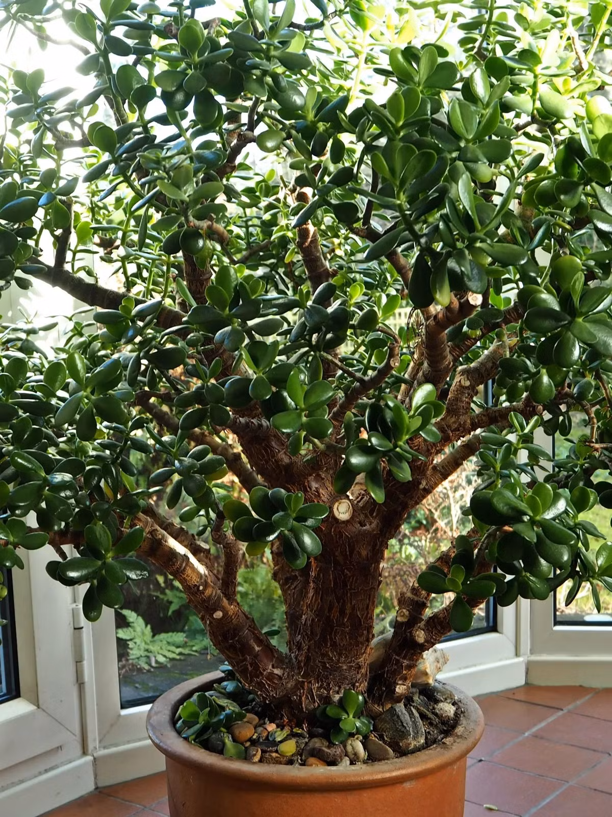  Tuổi thọ của cây cảnh này cũng rất cao, có thể phát triển thành cây cổ thụ, càng già càng có giá. Giống như tên gọi, người xưa cho rằng, cây cảnh này có ý nghĩa phong thủy về tiền tài, phú quý.