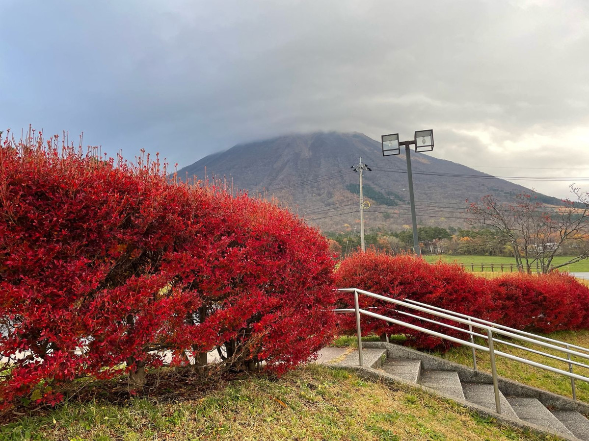  Loài thạch nam được khai thác cành lá để cắm làm cảnh và được nhập khẩu về Việt Nam và trở thành cành lá đắt nhất Việt Nam là cây thạch nam Nhật Bản (tên tiếng Anh là Japanese enkianthus, tên khoa học là Enkianthus perulatus). treesandshrubsonline