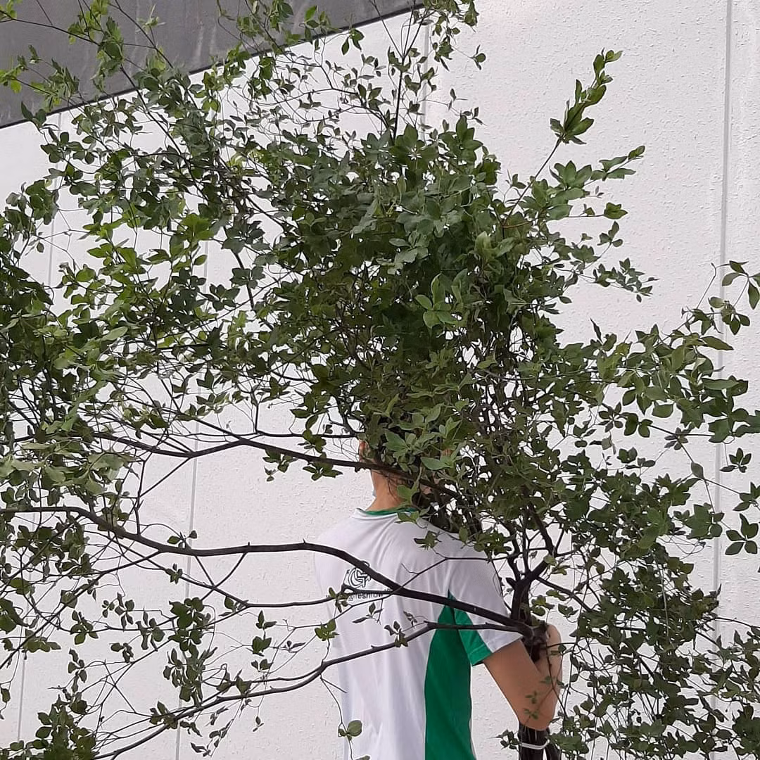  Họ này được chia thành 8 - 9 phân họ, trong đó Enkianthoideae gồm 16 loài, có nguồn gốc từ Đông Á, từ dãy Himalaya đến Đông Nam Á, Trung Quốc, Hàn Quốc và Nhật Bản. 