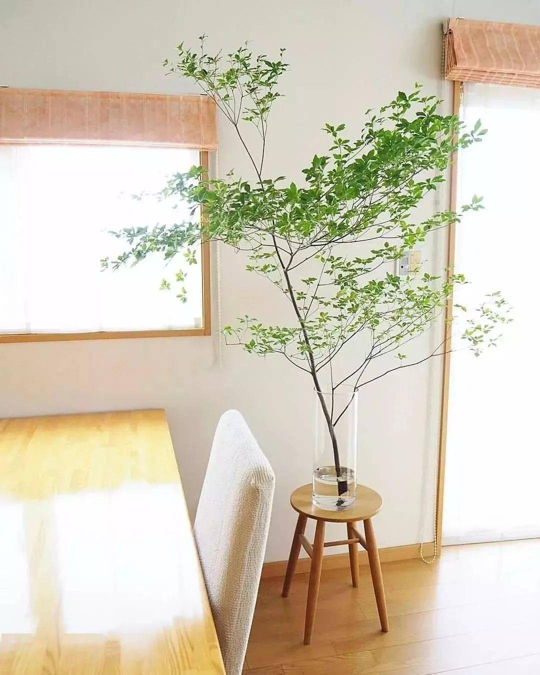 Những chiếc lá thạch nam Nhật Bản có màu đỏ rực rỡ, khiến chúng mang vẻ đẹp độc đáo vào mùa thu. Một số người cũng thích cắt những cành lá đỏ này vào cắm trong nhà. Ảnh minh họa SH