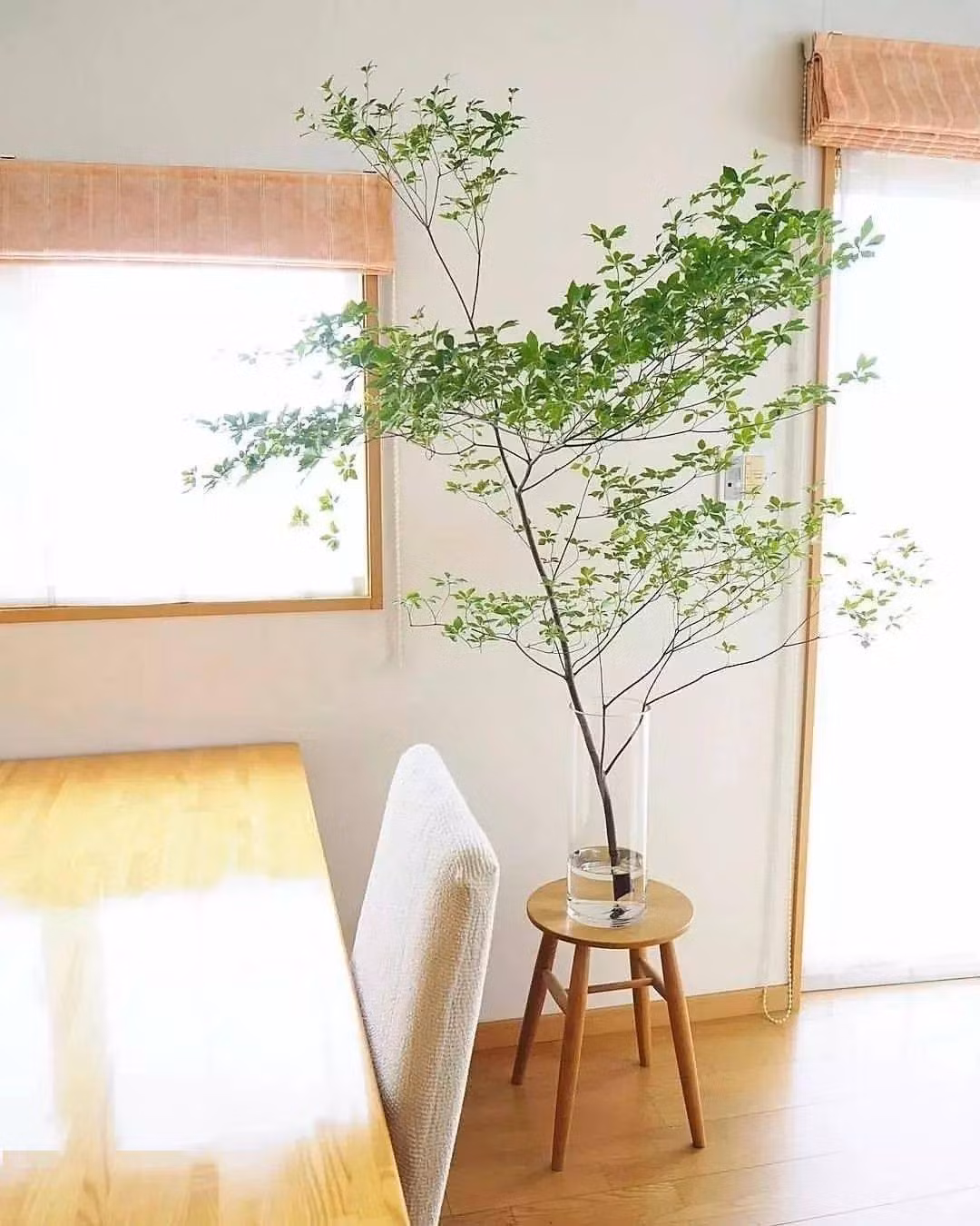 Những chiếc lá thạch nam Nhật Bản có màu đỏ rực rỡ, khiến chúng mang vẻ đẹp độc đáo vào mùa thu. Một số người cũng thích cắt những cành lá đỏ này vào cắm trong nhà. Ảnh minh họa SH