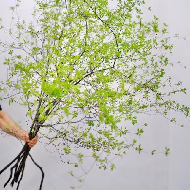  Loại cành lá đắt nhất Việt Nam này thuộc về cây thạch nham Nhật Bản, được nhập khẩu vào nước ta trong vài năm gần đây. Với hình dạng cây nhỏ gọn, hình dáng trang nhã, màu sắc xanh tươi, tràn đầy sức sống, tán lá thạch nam khiến người ta nhìn vào là có cảm giác trong trẻo, thanh sạch, mát rượi cả mùa hè. Ảnh minh họa hoathangtu 