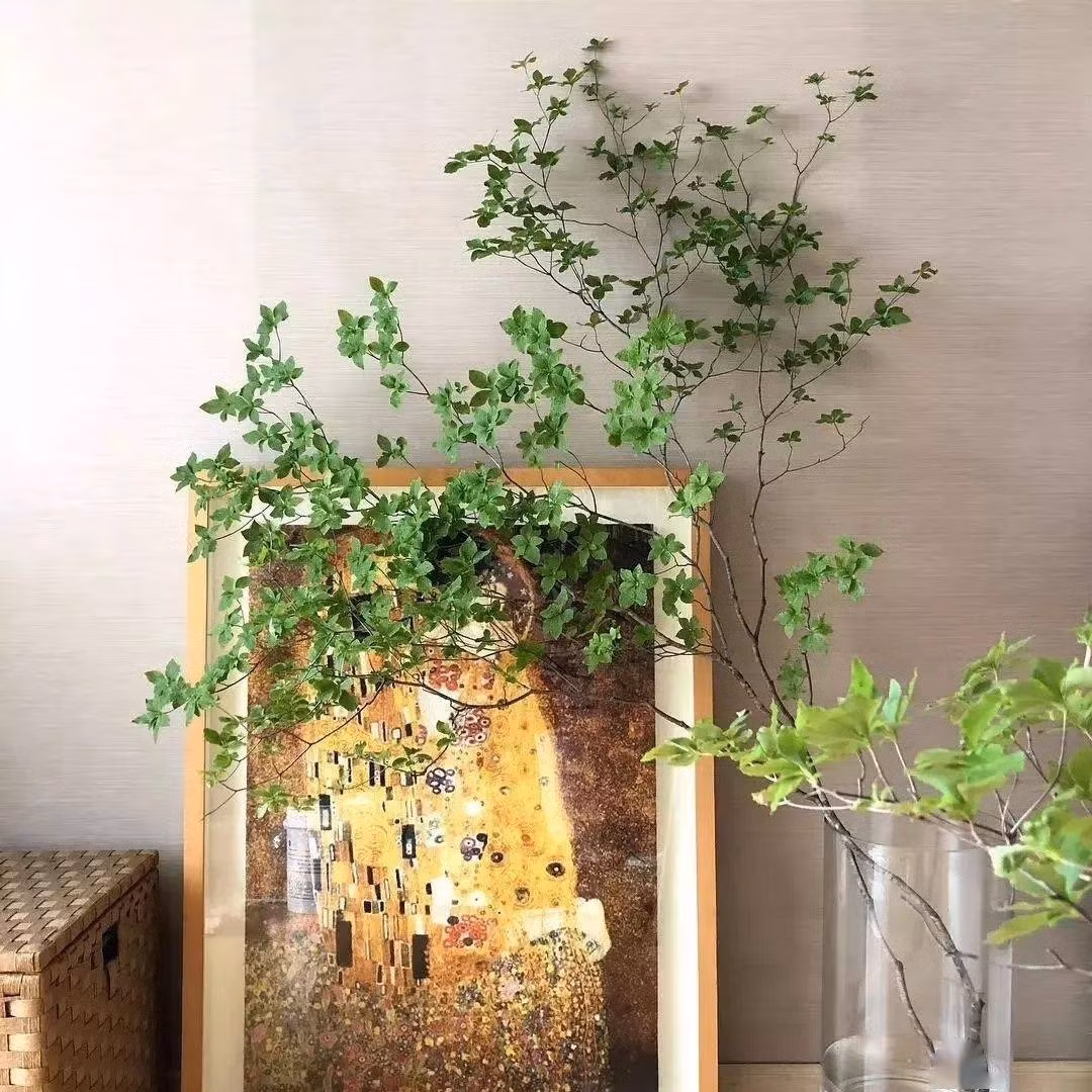  Tại Nhật Bản, cây cảnh này được trồng nhiều ở các khu vườn và mọc hoang dại ở các vùng núi cao. Thời điểm đẹp nhất để thu hoạch thạch nam, vận chuyển sang các nước là vào mùa xuân - hè (từ tháng 4 đến tháng 8, 9). Ảnh minh họa SH 