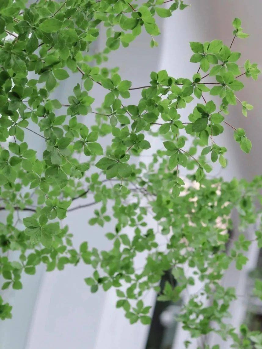  Lá có màu xanh tươi vào mùa xuân và mùa hè và chuyển sang màu đỏ tươi vào mùa thu. Hoa và lá mọc xen kẽ nhau. Rễ cây ở cuối và rủ xuống, cuống lá mảnh, có tới 10 bông hoa nhỏ, tràng hoa màu trắng, hình bàn thờ, đường kính hoa khoảng 8 mm. Ảnh minh họa SH 