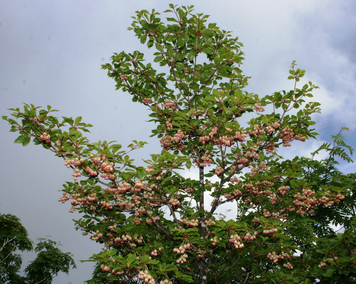  Với thân cành dáng mảnh mai, những chiếc lá non xếp tròn như hình ngôi sao, tán cành rộng theo bề ngang và xòe rũ xuống tạo cảm giác một "chiếc cây" tuyệt đẹp trong nhà. Bạn chỉ cần một cành lá là có thể mang lại vẻ đẹp rất ấn tượng cho ngôi nhà của mình, giúp căn phòng tươi mát, gần gũi với thiên nhiên hơn. Ảnh minh họa seattlejapanesegarden 