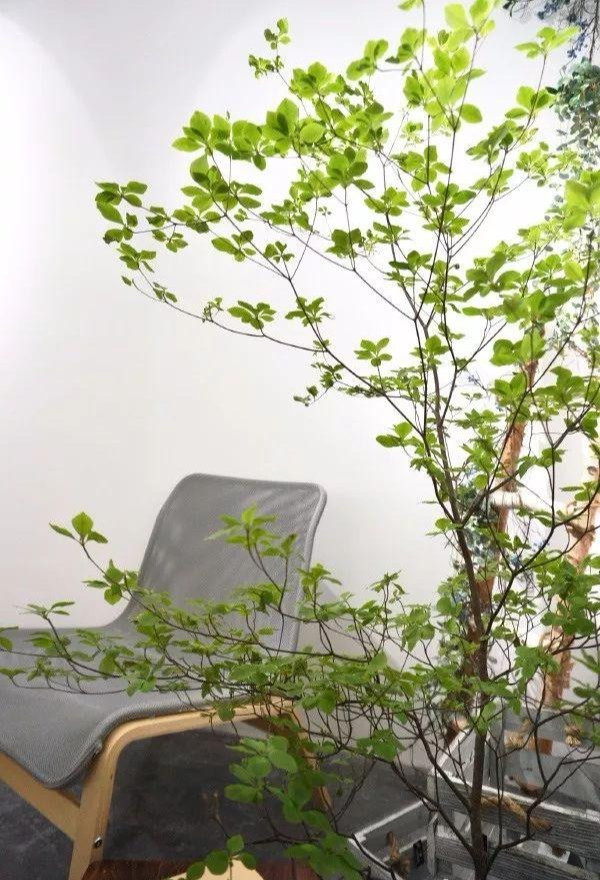  2. Trừ tà, hóa giải năng lượng tiêu cực: Cây thạch nam được cho là có khả năng hấp thụ và hóa giải năng lượng xấu. Trồng cây này trong nhà hoặc văn phòng giúp tạo ra không gian sống và làm việc tích cực, sảng khoái.