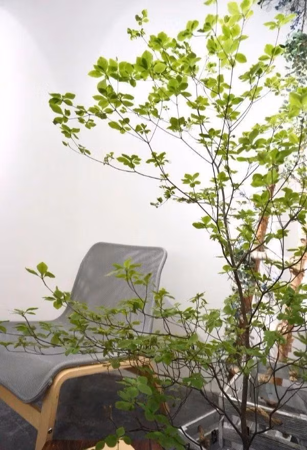  2. Trừ tà, hóa giải năng lượng tiêu cực: Cây thạch nam được cho là có khả năng hấp thụ và hóa giải năng lượng xấu. Trồng cây này trong nhà hoặc văn phòng giúp tạo ra không gian sống và làm việc tích cực, sảng khoái.