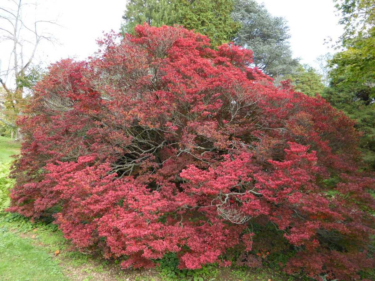 4. Thúc đẩy sự nghiệp và quan hệ: Cây thạch nam có thể giúp thúc đẩy sự nghiệp và mối quan hệ của bạn. Nó được xem là công cụ giúp tập trung, cải thiện tư duy sáng tạo, hỗ trợ đạt được mục tiêu và thành công. Chúng có khả năng kết nối với yếu tố tâm linh, giúp con người đạt được trạng thái thiền định và sự bình an trong tâm hồn. 