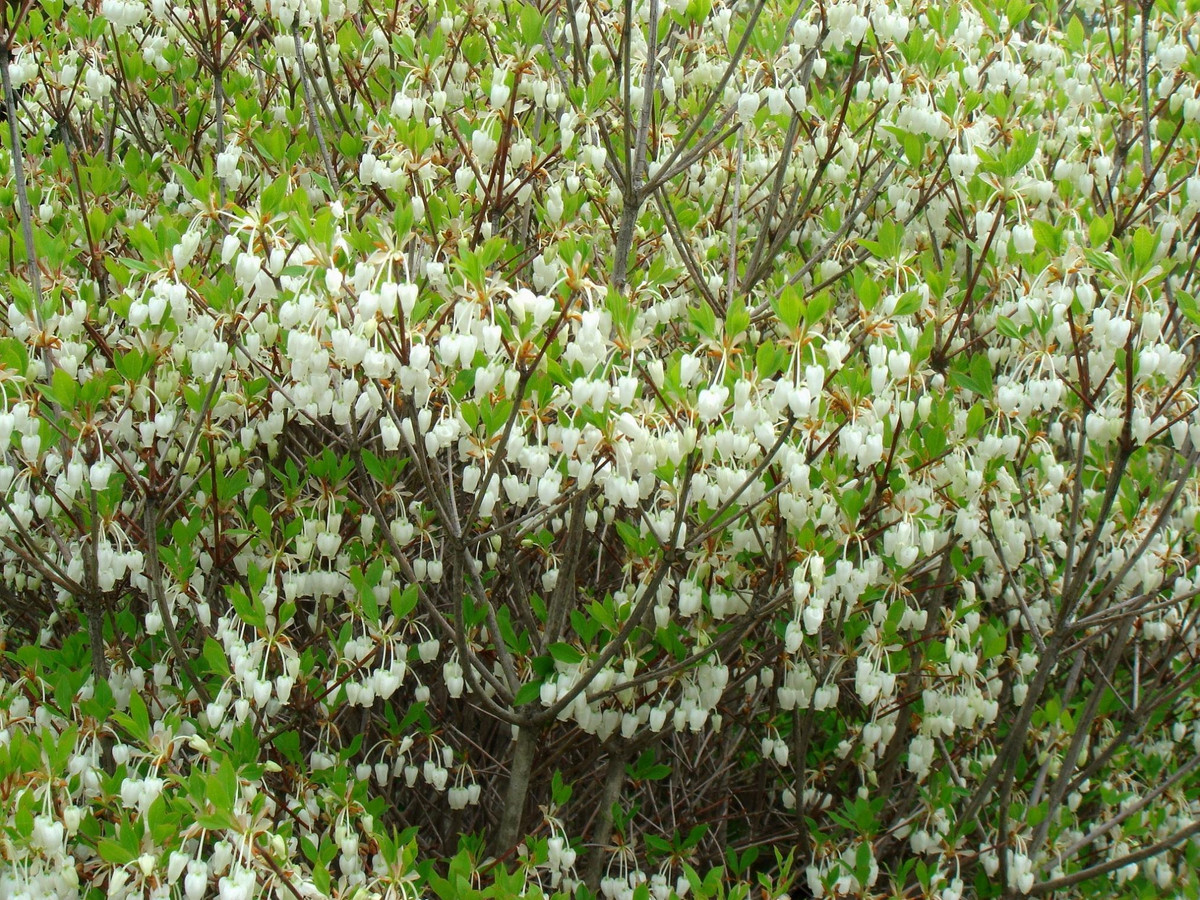 Cây cảnh này còn được gọi là Chuông Nhật Bản vì hình dáng hoa giống như những chiếc chuông nhỏ. Cây cảnh này là một loại cây bụi rụng lá, cao 2-3 mét, tán rộng tới 2 mét. Lá đơn mọc xen kẽ, thường mọc thành cụm ở đầu cành. Ảnh minh họa treeflower.la.coocan 