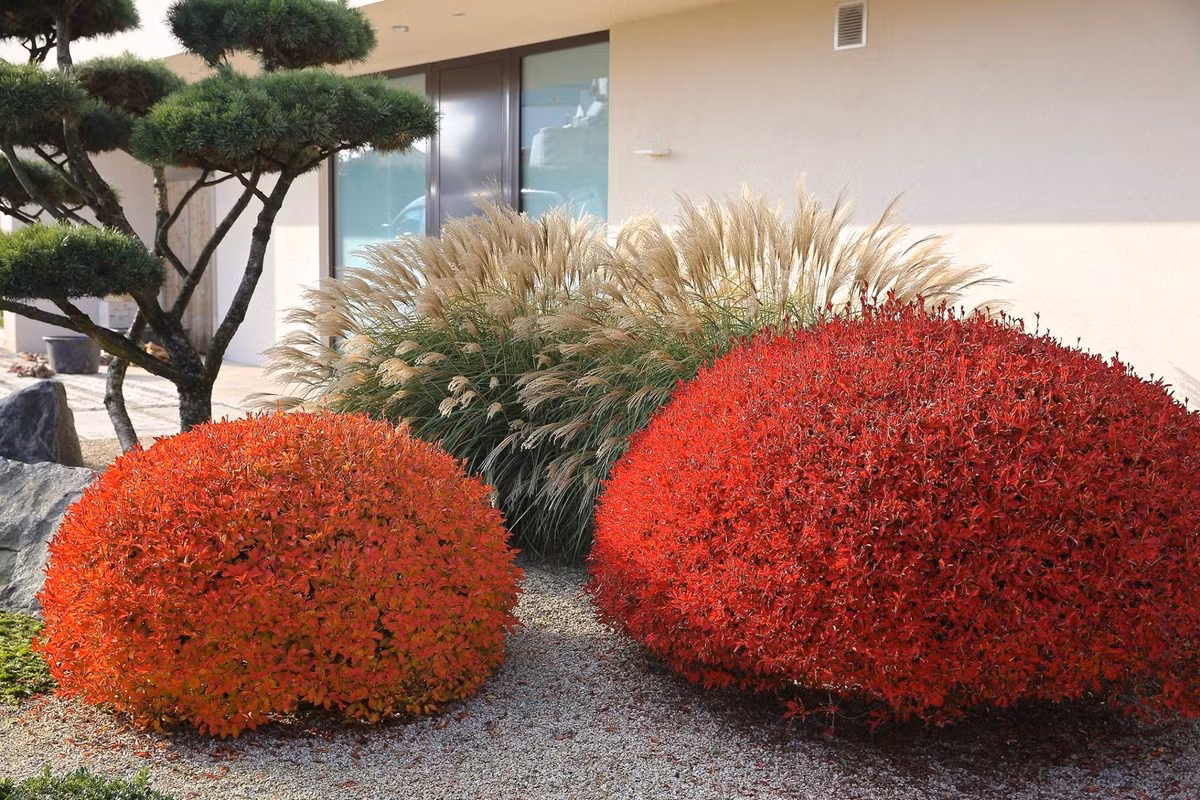  3. Tạo nên sự hòa hợp: Cây thạch nam còn mang đến sự hòa hợp và bình yên cho gia đình. Đặc biệt, loại cây này thích hợp đặt ở phòng khách hoặc phòng làm việc để tạo sự thân thiện và hợp tác.